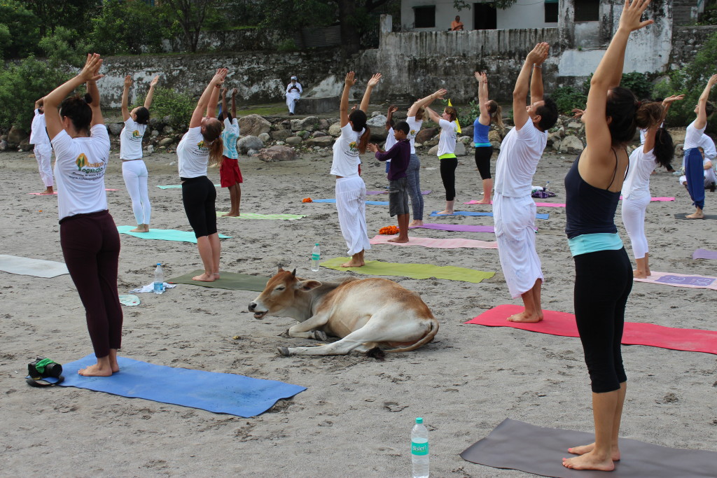 Cow at yoga day celebration