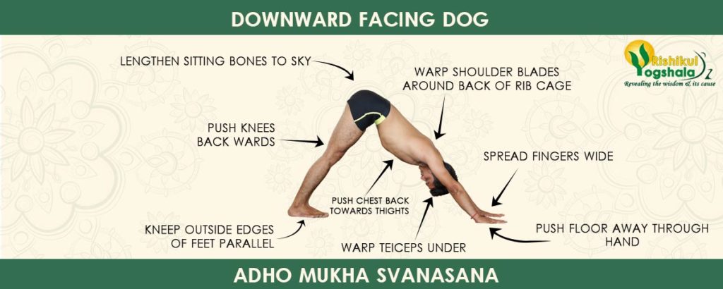 Downward Facing Dog (Adho Mukha Svanasana)