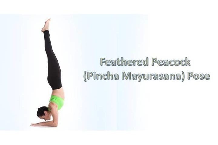 Feathered Peacock (Pincha Mayurasana) Pose