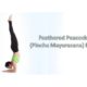 Feathered Peacock (Pincha Mayurasana) Pose