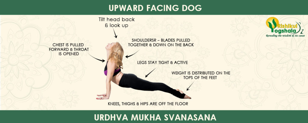 upward-facing-dog-pose